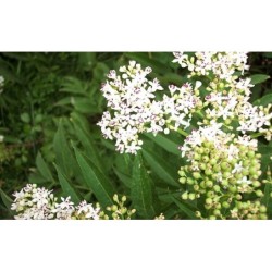 Photo d'un Sureau Floraison printanière fruits confiture