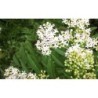 Photo d'un Sureau Floraison printanière fruits confiture