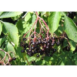 Photo d'un Sureau Floraison printanière fruits confiture