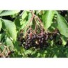 Photo d'un Sureau Floraison printanière fruits confiture
