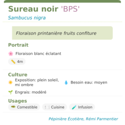 Fiche descriptive de Sureau noir BPS