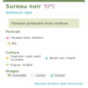 Fiche descriptive de Sureau noir BPS