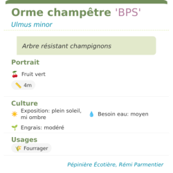 Fiche descriptive de Orme champêtre BPS
