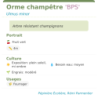 Fiche descriptive de Orme champêtre BPS