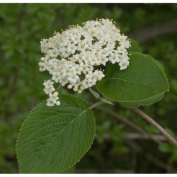 Photo d'une viorne Floraison printanière