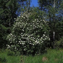 Photo d'une viorne Floraison printanière
