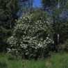 Photo d'une viorne Floraison printanière
