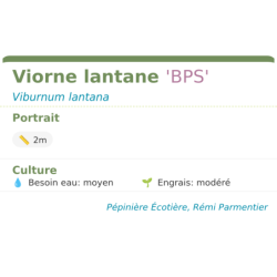 Fiche descriptive de Viorne lantane BPS