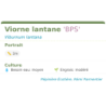 Fiche descriptive de Viorne lantane BPS