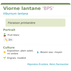 Fiche descriptive de Viorne lantane BPS(1)