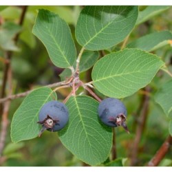 Photo d'un canadensis Arbuste rustique de 4 à 5m