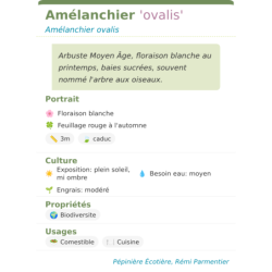  baies noires délicieuses en juillet