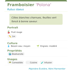 Fiche descriptive de Framboisier Polona