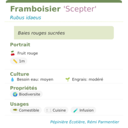 Fiche descriptive de Framboisier Scepter