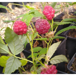 Photo d'un September Framboises rouges sucrées