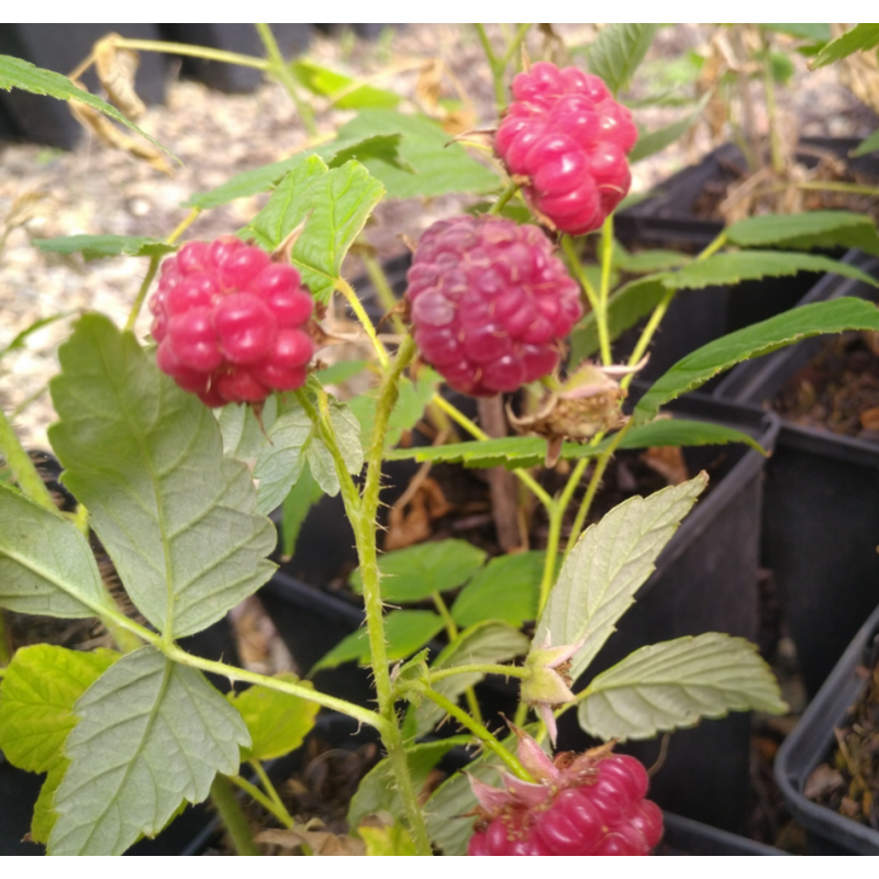 Photo d'un September Framboises rouges sucrées