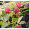 Photo d'un September Framboises rouges sucrées