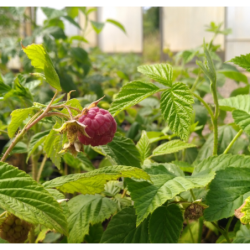 Photo d'un Willamette Framboises rouges douces