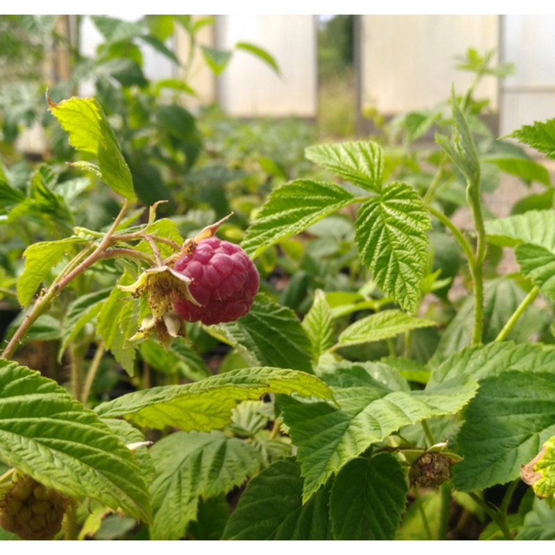 Photo d'un Willamette Framboises rouges douces