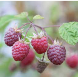 Photo d'un Willamette Framboises rouges douces