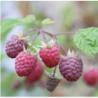 Photo d'un Willamette Framboises rouges douces