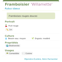 Fiche descriptive de Framboisier Willamette