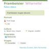 Fiche descriptive de Framboisier Willamette