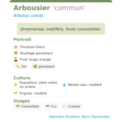 Fiche descriptive de Arbousier commun