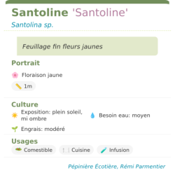 Fiche descriptive de Santoline Santoline