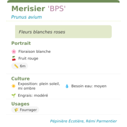 Fiche descriptive de Merisier BPS