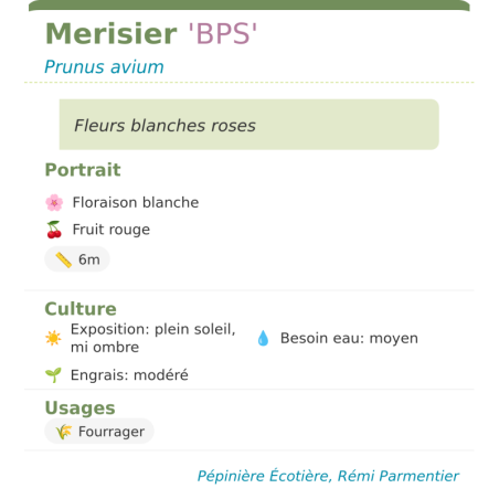 Fiche descriptive de Merisier BPS