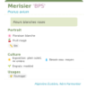Fiche descriptive de Merisier BPS