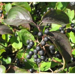 Photo d'un Cornouiller Fruits allongés coniques