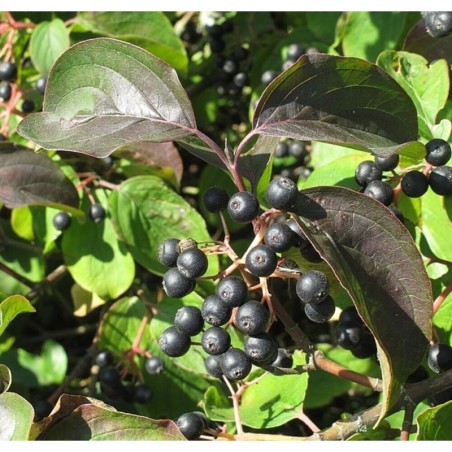 Photo d'un Cornouiller Fruits allongés coniques