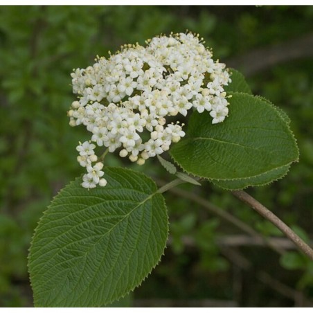 Photo d'une viorne Floraison printanière