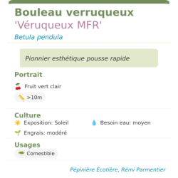 Fiche descriptive de Bouleau verruqueux Véruqueux MFR