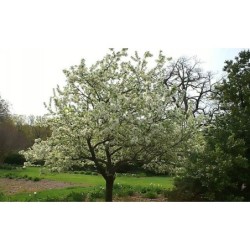 Photo d'un Reinette du Mans Fruit jaune parfumé
