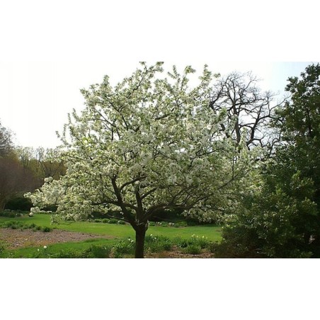 Photo d'un Reinette du Mans Fruit jaune parfumé