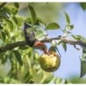 Photo d'un Reinette du Mans Fruit jaune parfumé