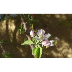 Photo d'un Reinette du Mans Fruit jaune parfumé