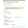 Fiche descriptive de Pommier sauvage Bittenfelder