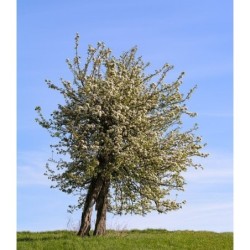 Photo d'un Saint-Mathieu Chair granuleuse sucrée