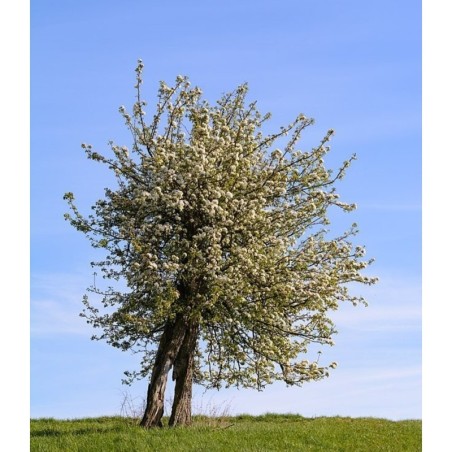 Photo d'un Saint-Mathieu Chair granuleuse sucrée