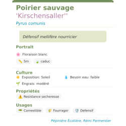 Fiche descriptive de Poirier sauvage Kirschensaller