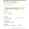 Fiche descriptive de Poirier sauvage Kirschensaller