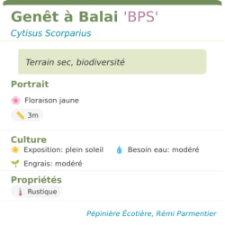 Photo d'un Genet Terrain sec