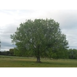 Photo d'un Frene Arbre résistant humide