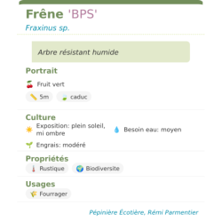 Fiche descriptive de Frêne BPS