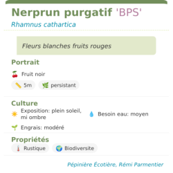 Fiche descriptive de Nerprun purgatif BPS