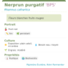 Fiche descriptive de Nerprun purgatif BPS